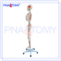 PNT-0103 squelette de 170cm d&#39;anatomie scientifique modèle avec des muscles